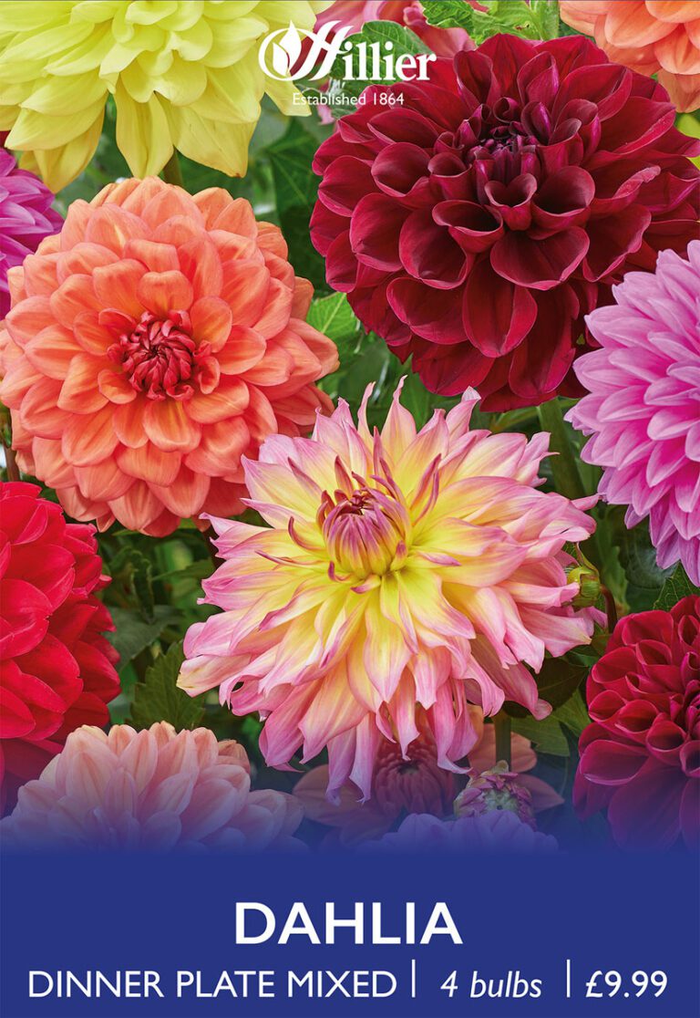 8718641970515 1 Dahlia Dinner Plate Mixed.jpg